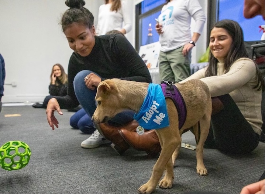 iSpot Pup Adoption Day